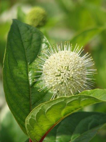 Cephalanthus-burnsii-First-Editions-Fiber-Optics-2