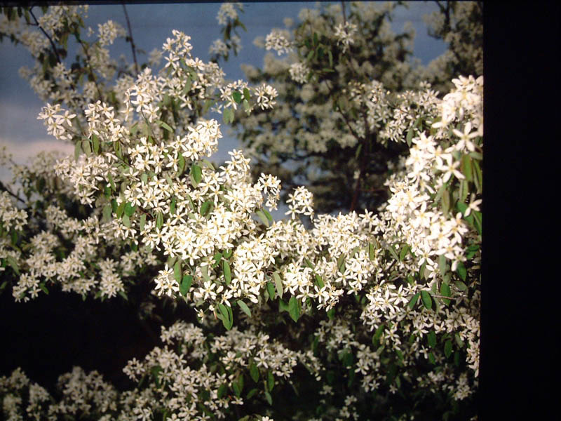 amelanchier-lamarckii-4