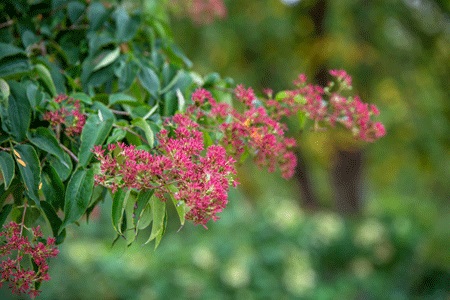 HEPTACODIUM miconioides ´Tianshan´® (´Minhep´)Ⓢ FE®