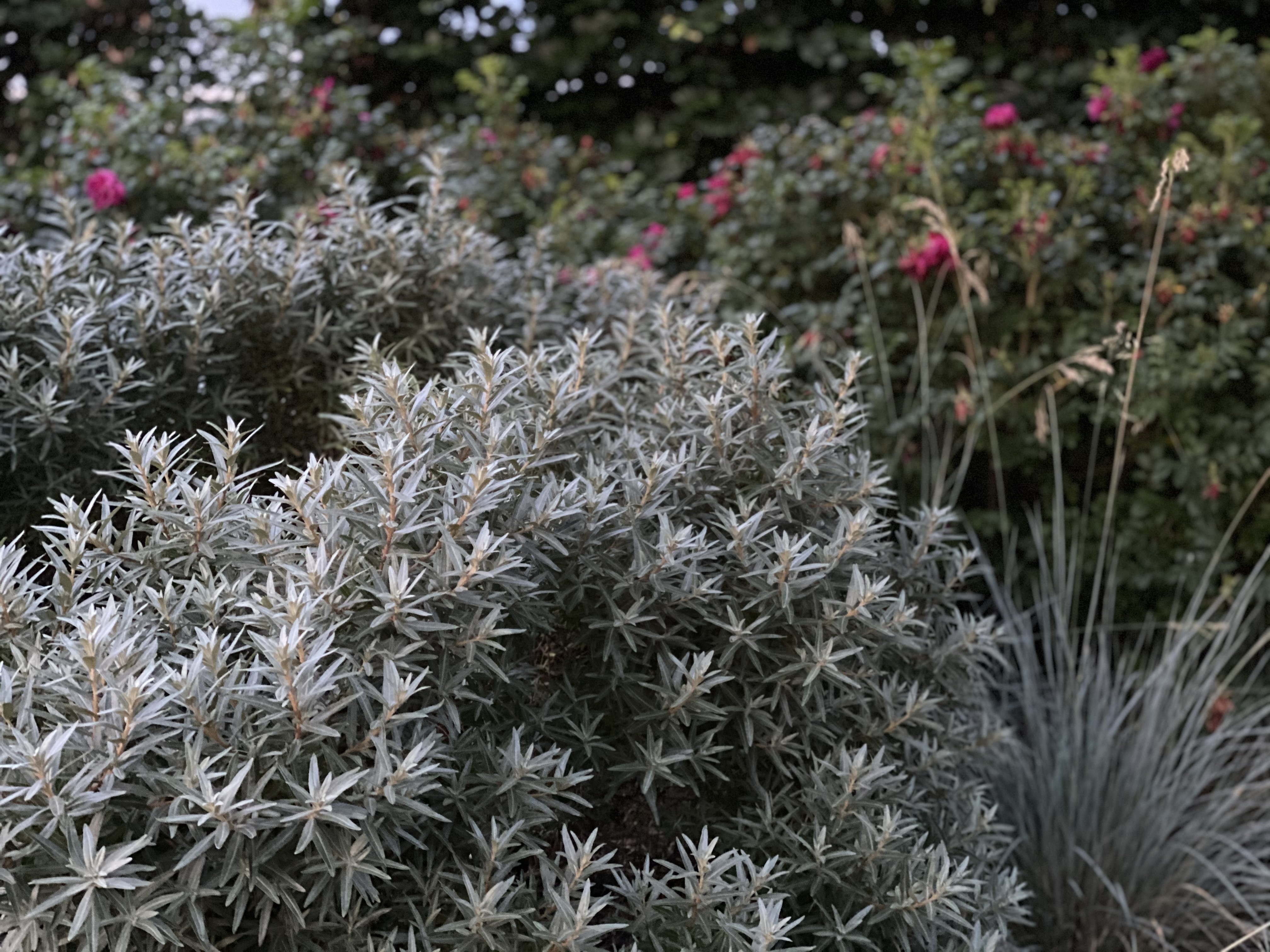 HIPPOPHAE rhamnoides ´Hikul´ (= ´Silver Star´)