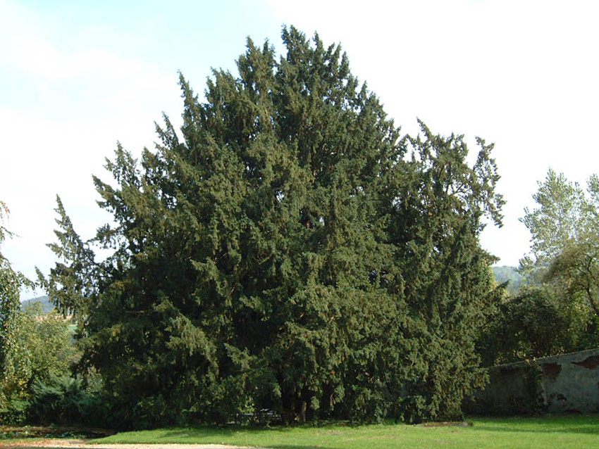 taxus-baccata-2