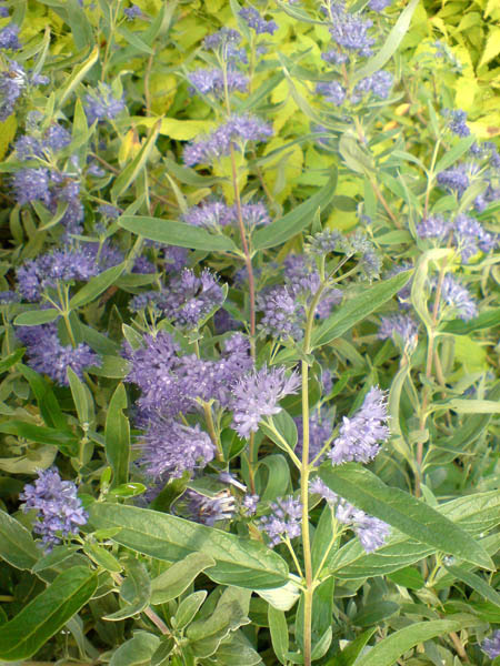 caryopteris-clandonensis-kew-blue-8