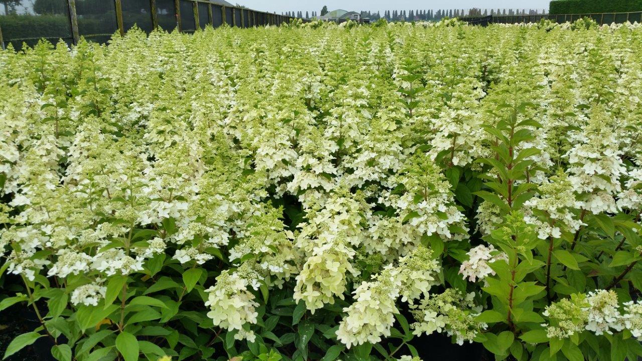 Hydrangea-paniculata-Confetti-2