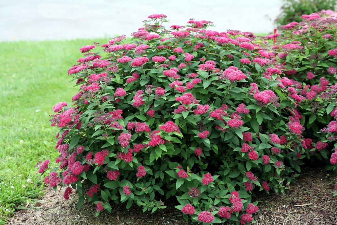 Spiraea-japonica-Double-Play-Red-1