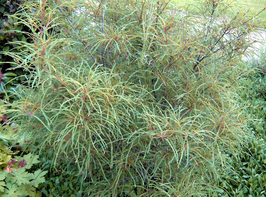 rhamnus-frangula-asplenifolia-2