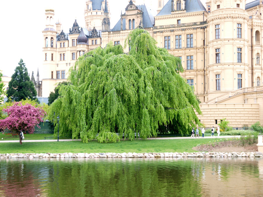 Weeping Beech 