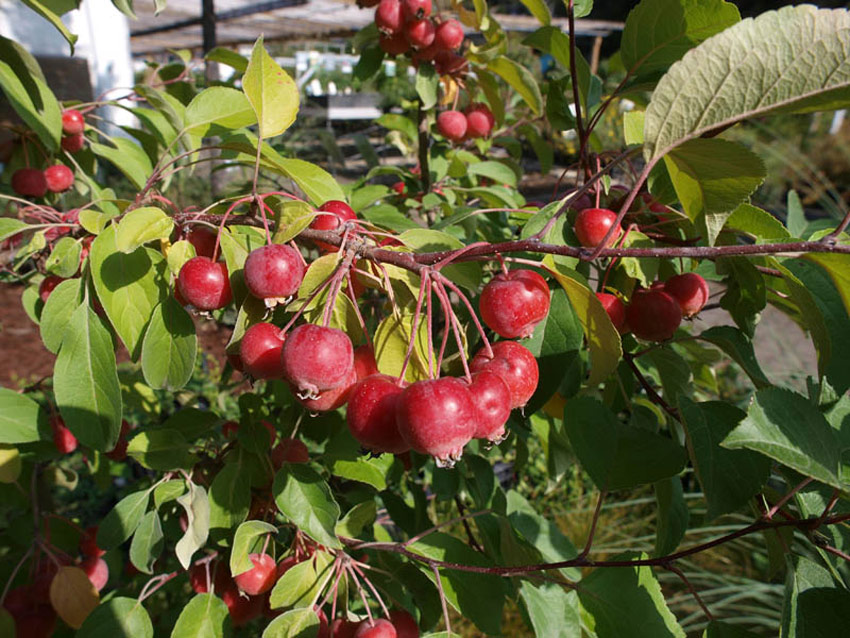malus-evereste-5