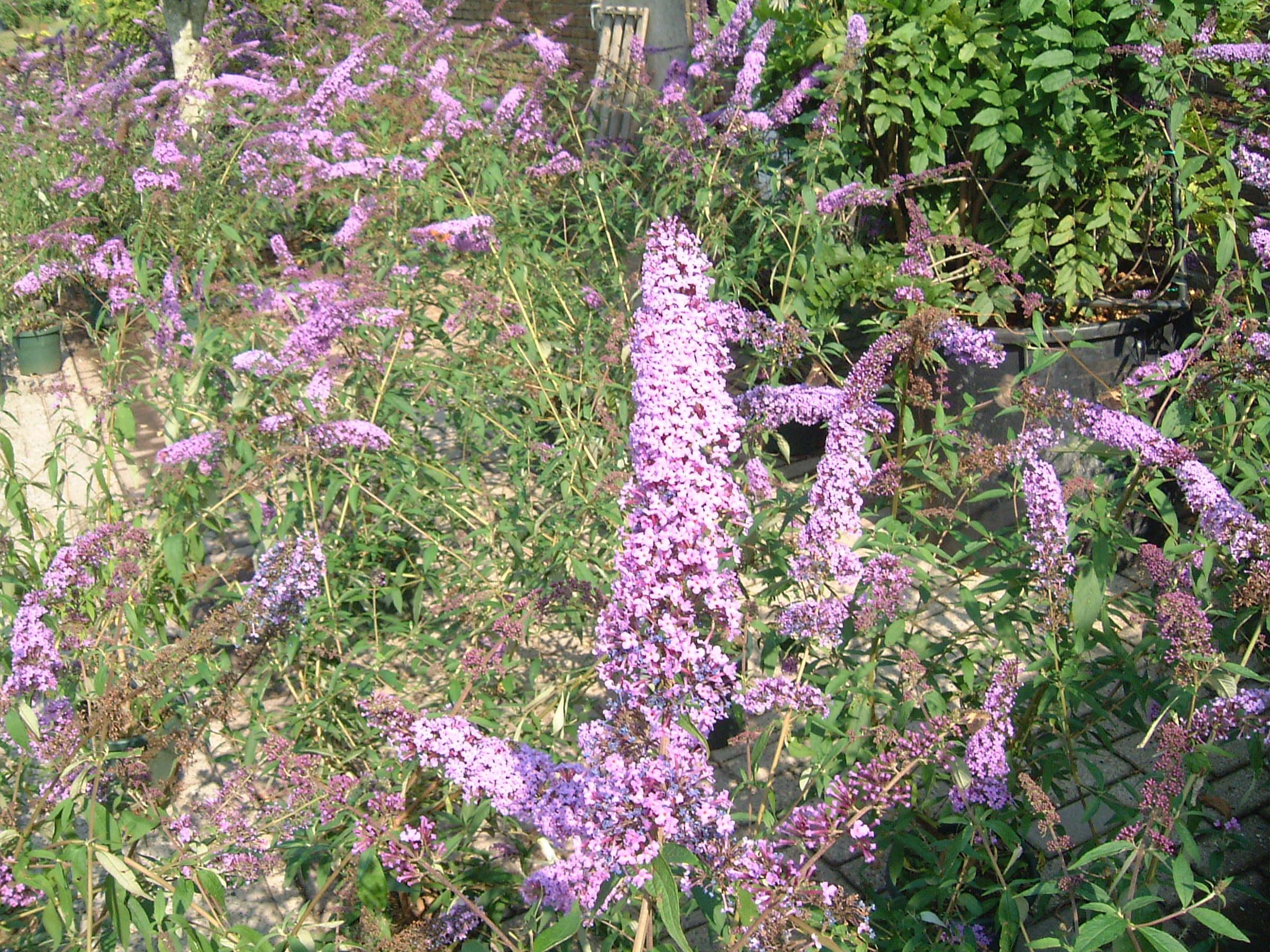 BUDDLEJA davidii ´Pink Delight´