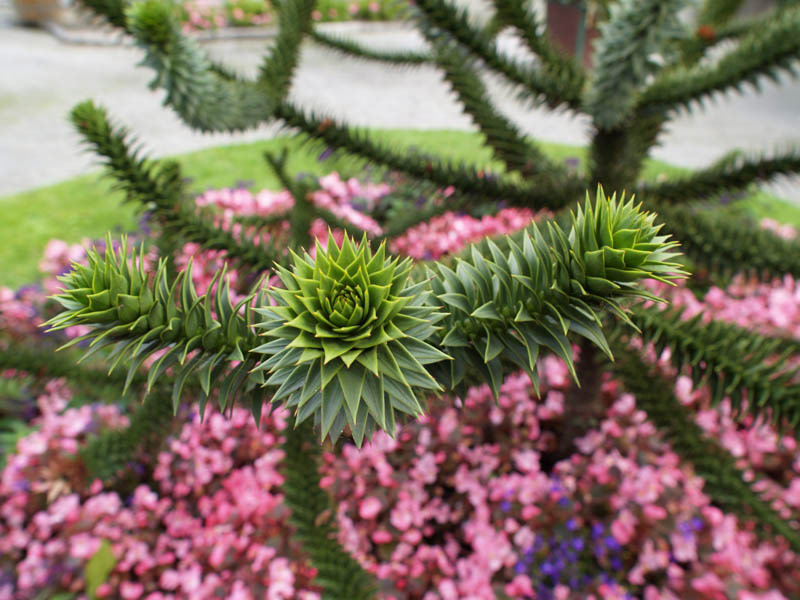 araucaria-araucana-10