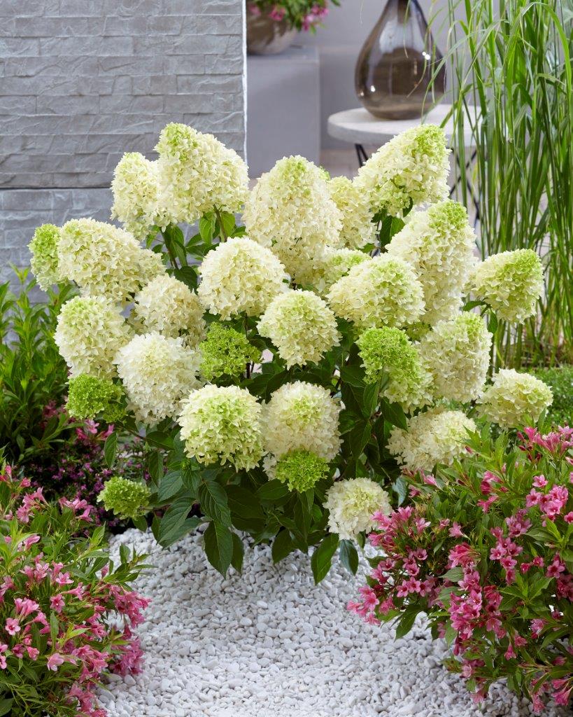 Hydrangea-Skyfall-3