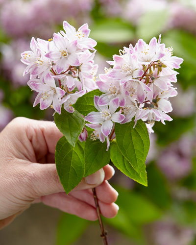 Deutzia-Raspberry-Sundae-8