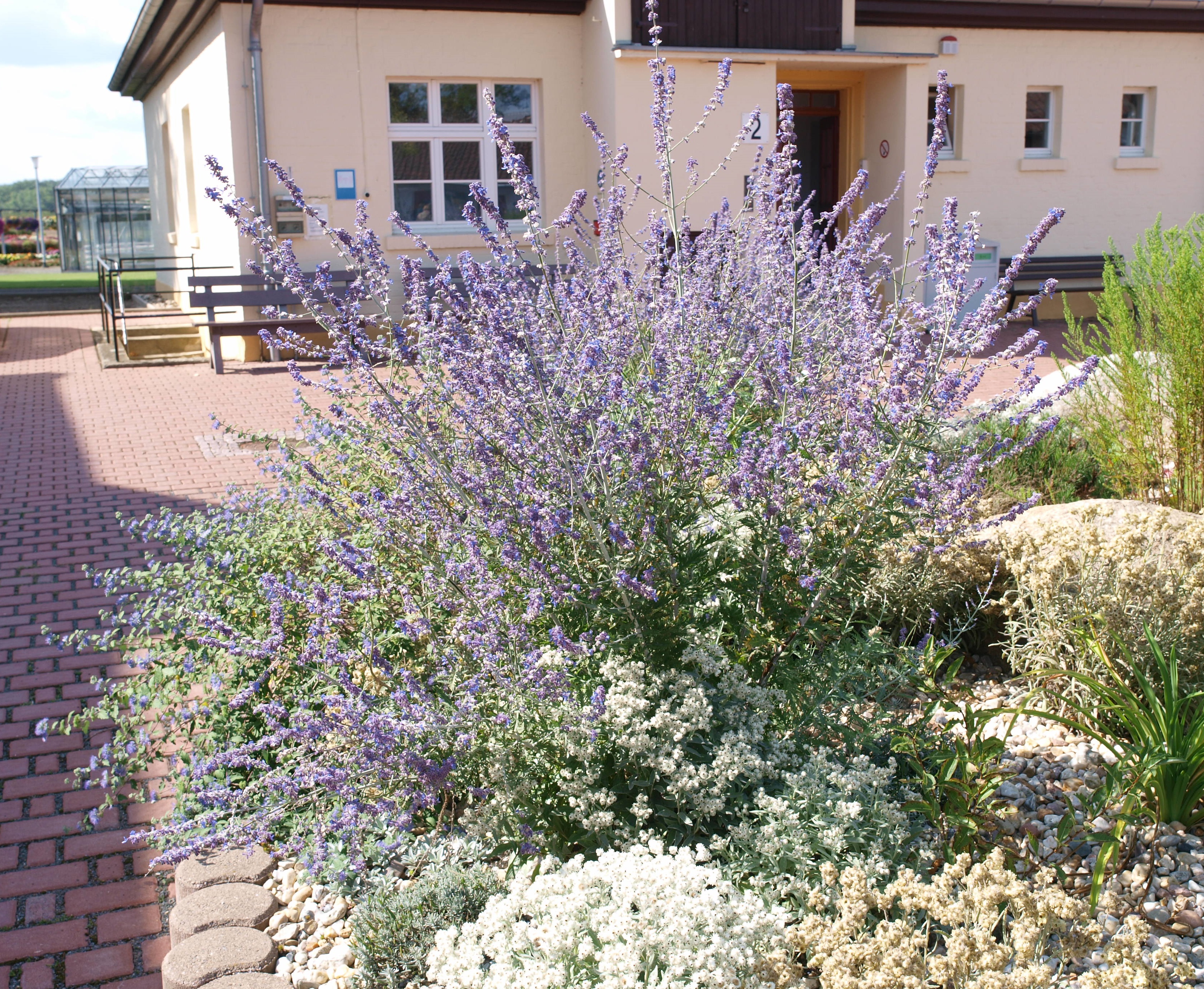 PEROVSKIA atriplicifolia ´Blue Spire´