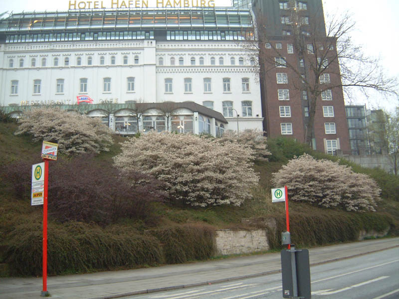 amelanchier-lamarckii-6