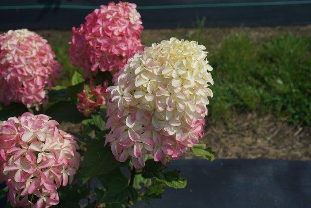 hydrangea-quick-fire-fab-10