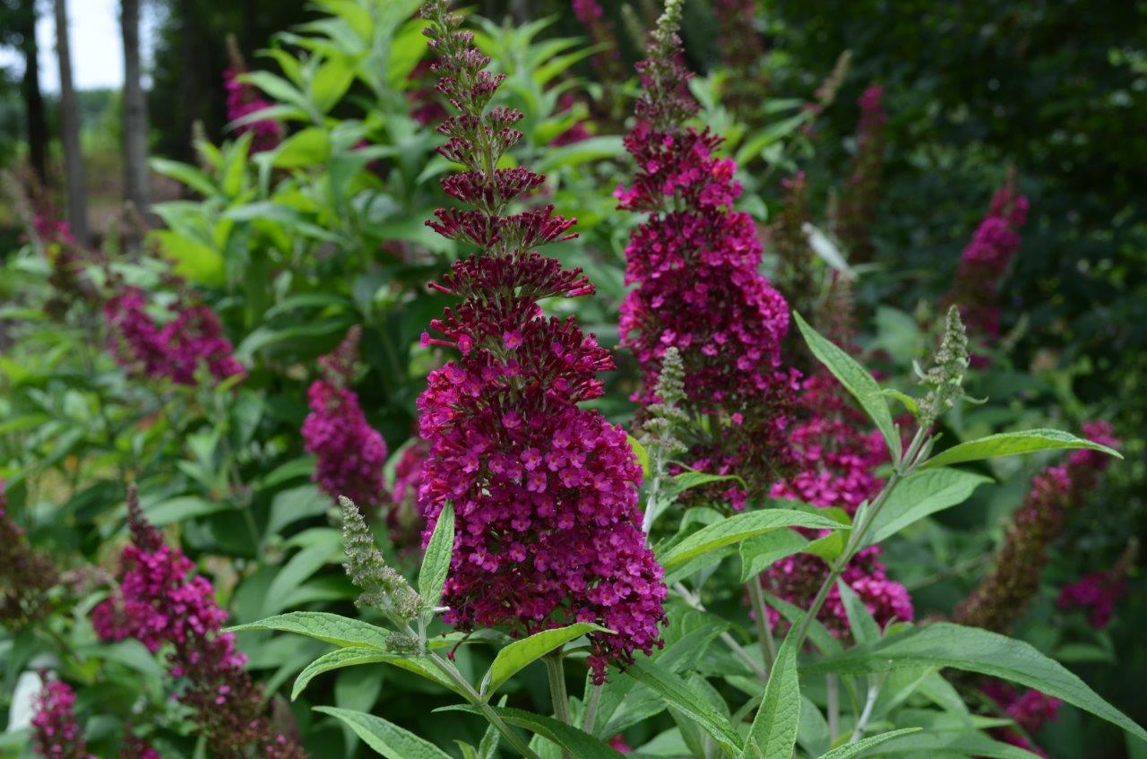 BUDDLEJA-davidii-Funky-Fuchsia-2