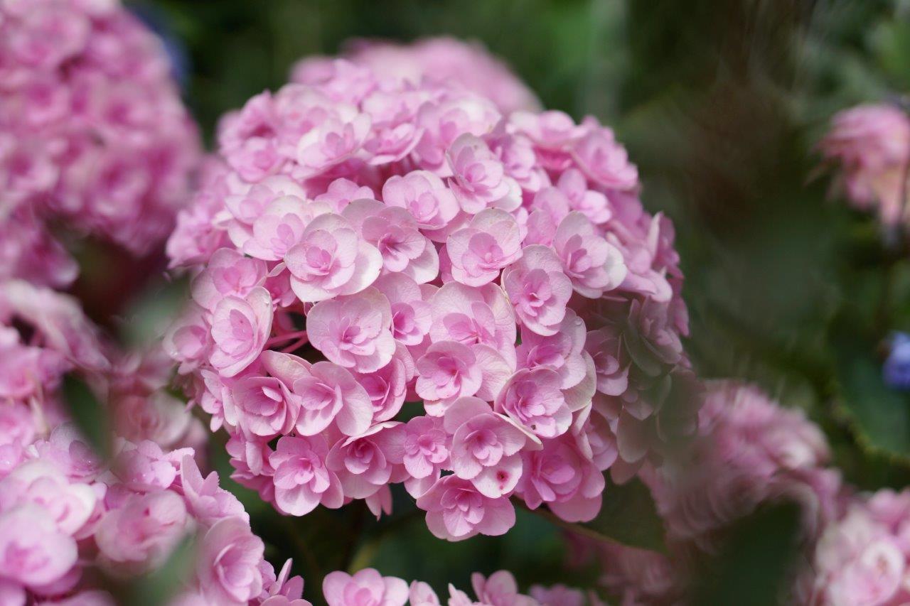 Hydrangea-Love-Garden02