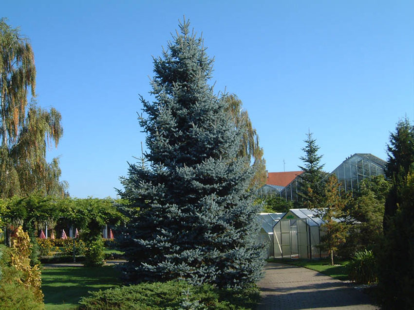 PICEA pungens ´Koster´