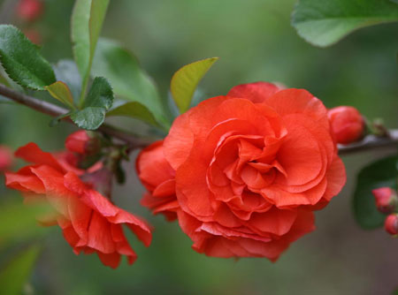 chaenomeles_speciosa_orange_storm_3