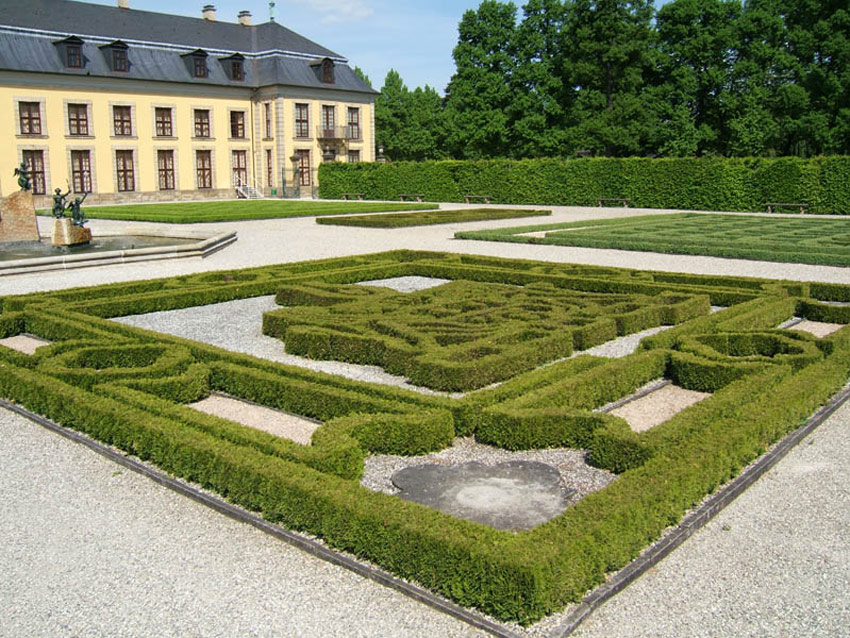 thuja-occidentalis-mecki-29