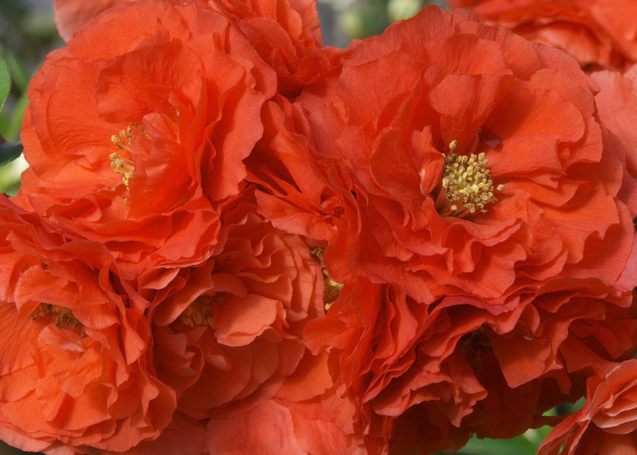 Chaenomeles speciosa ´Orange Storm´Ⓢ