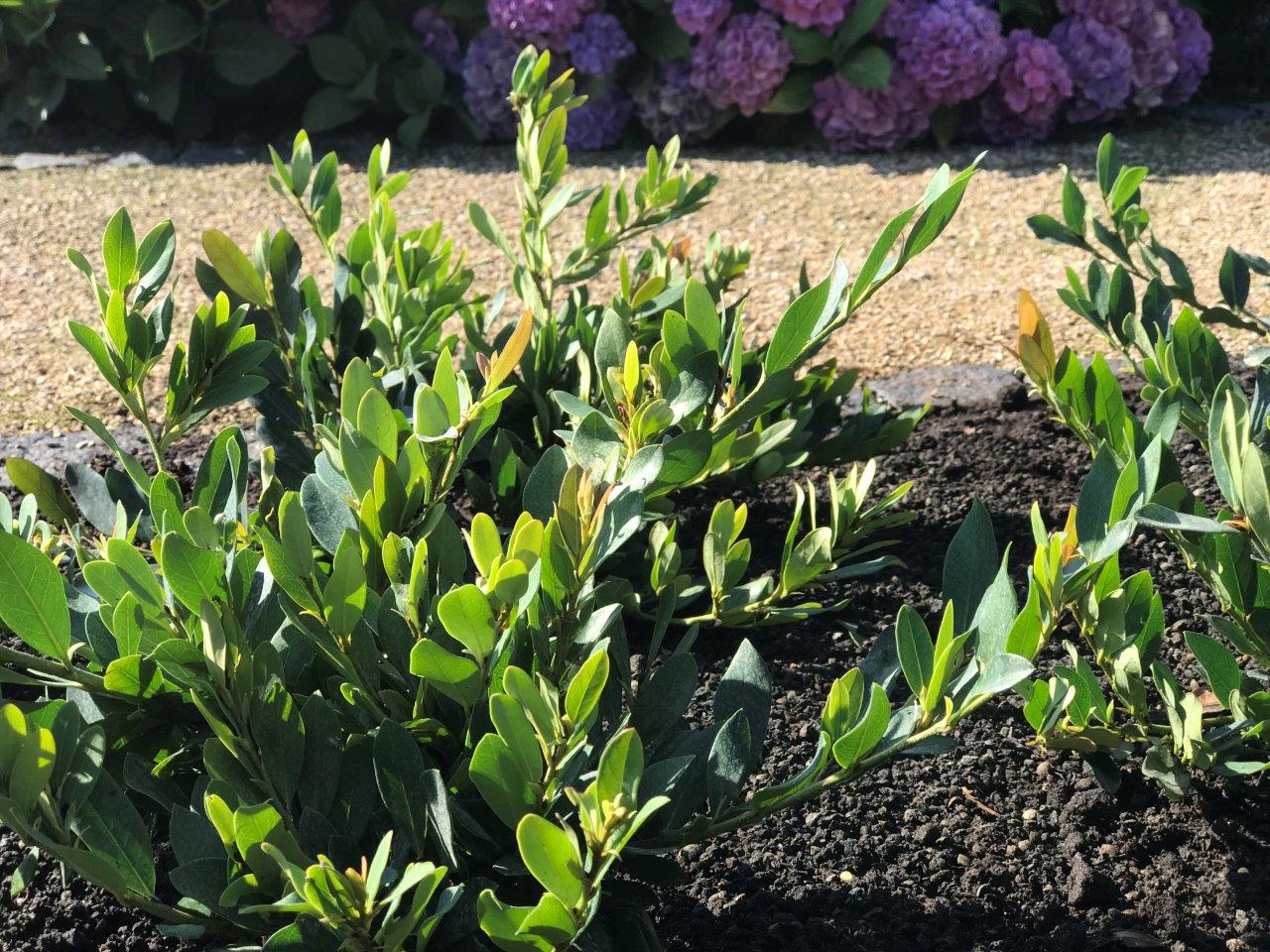 DISTYLIUM-Coppertone-5