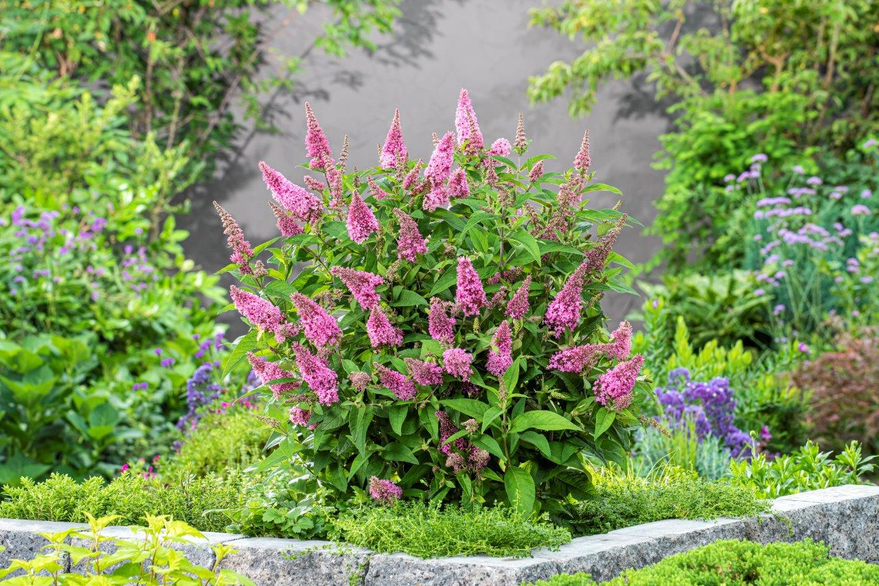 Buddleja-Butterfly-Candy-Little-Pink_60007653_CLEAN_01