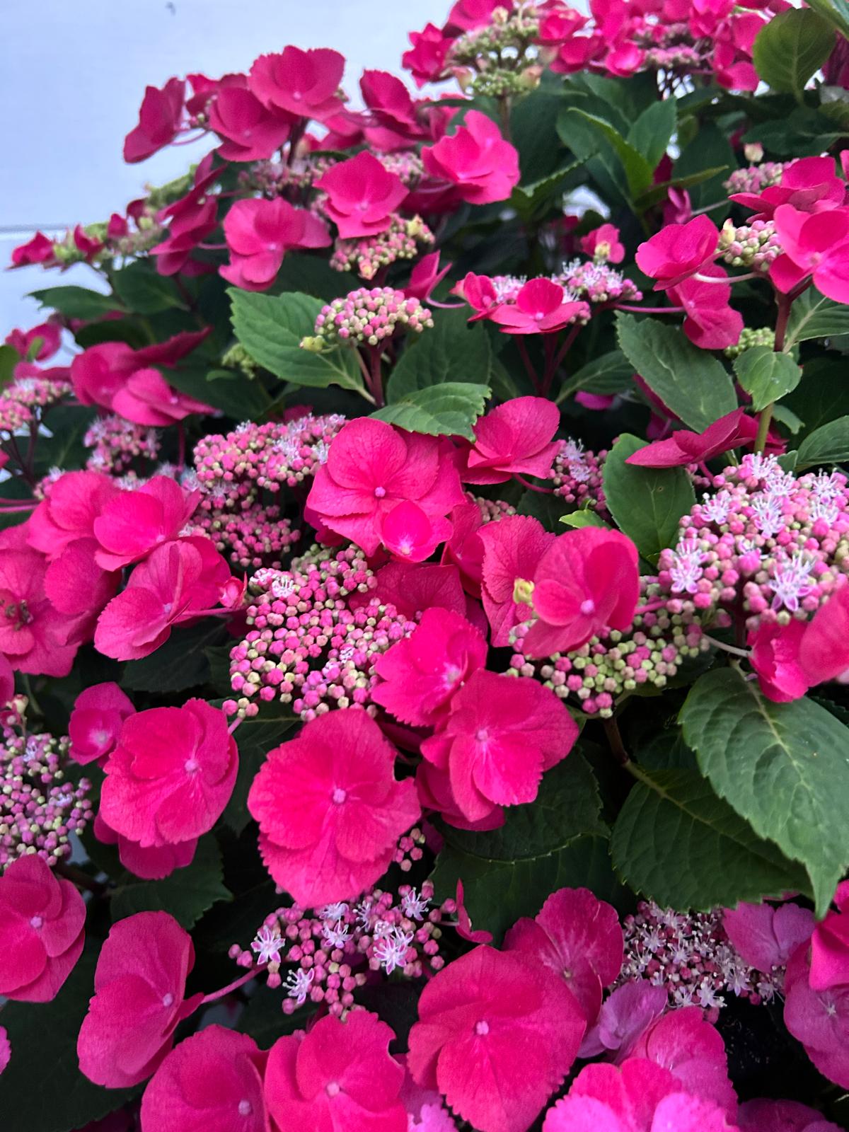 HYDRANGEA macrophylla ´Cherry Explosion´® (McKay)Ⓢ