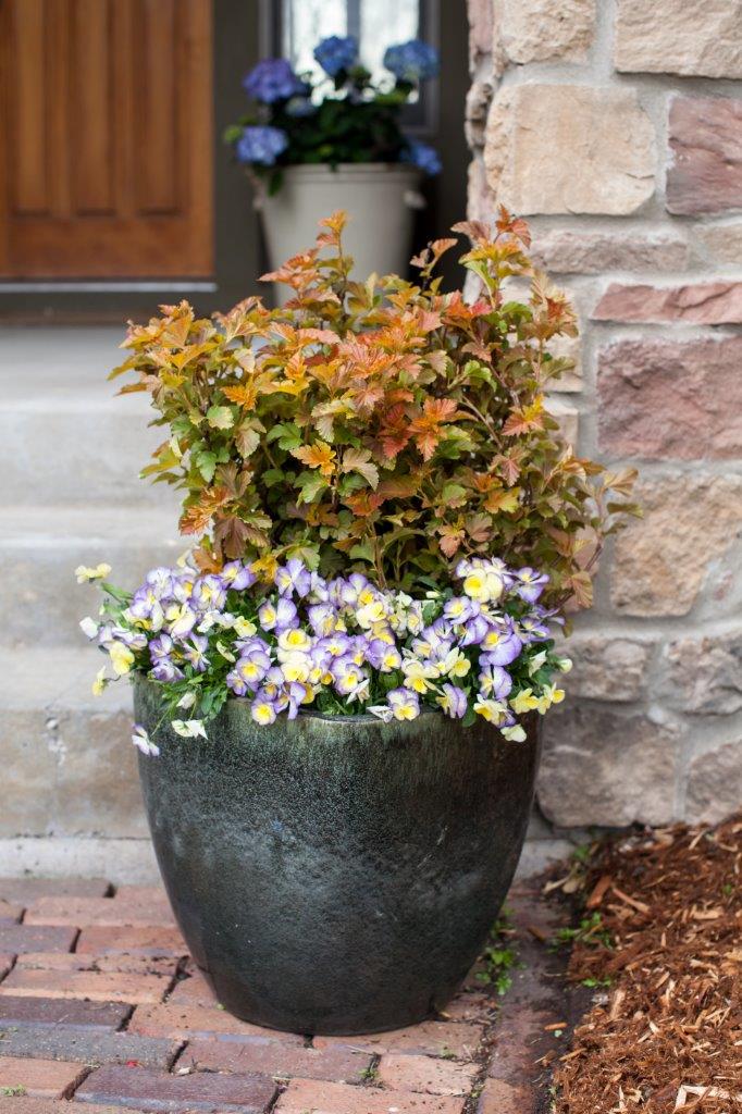 PHYSOCARPUS-opulifolius-Amber-Jubilee-59