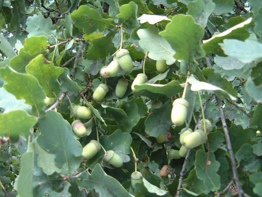 QUERCUS robur (= pedunculata)
