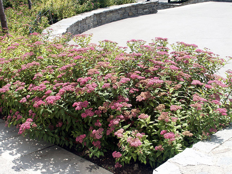 spiraea-japonica-darts-red-habitus-0253b12f674b9ca