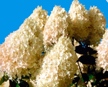 hydrangea-paniculata-grandiflora1