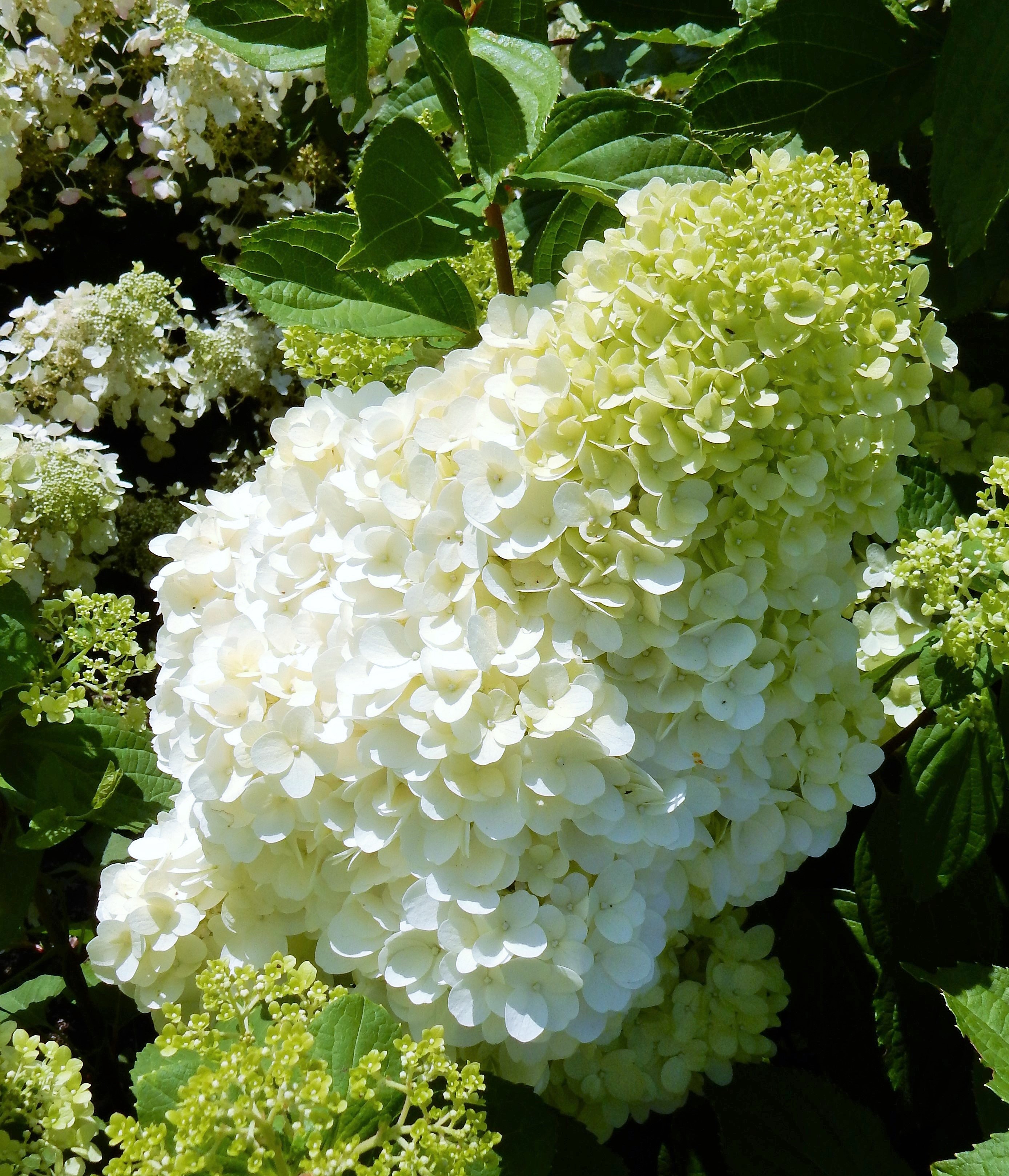 HYDRANGEA paniculata ´Magical® Moonlight´ (´Kolmagimo´)Ⓢ