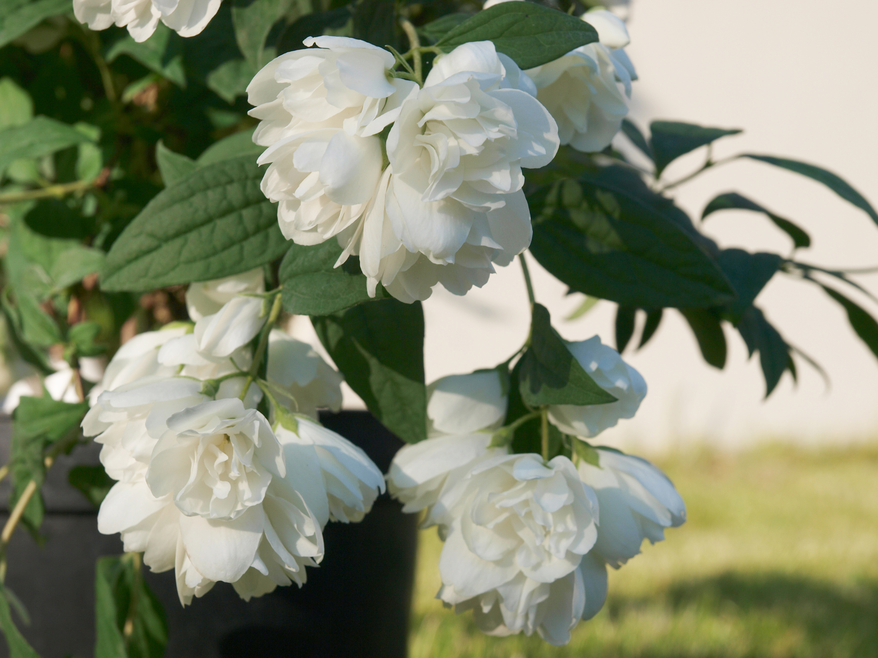 philadelphus-little-white-love5540a855cf835