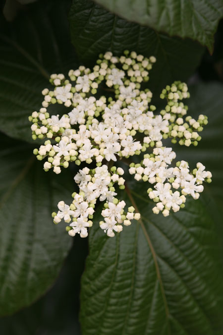 Viburnum-Shiny-Dancer