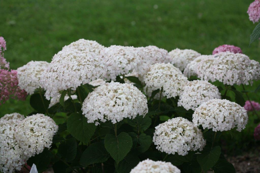 Hydrangea-arb-Bella-Ragazza-Blanchetta-3 HYDRANGEA arborescens ´Bella Ragazza® Blanchetta´(´Invincibelle® Wee White´) (´NCHA5´)Ⓢ PW®