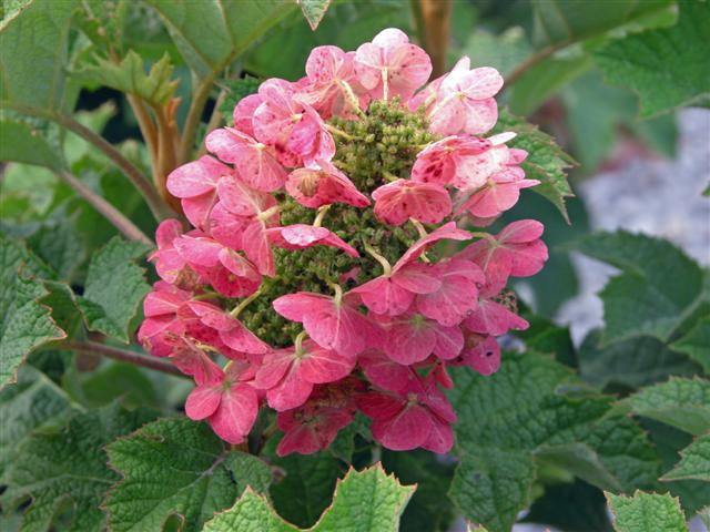 hydrangea-quercifolia-ruby-slippers-3