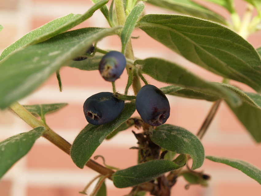 lonicera-kamtschatika-blue-velvet-9