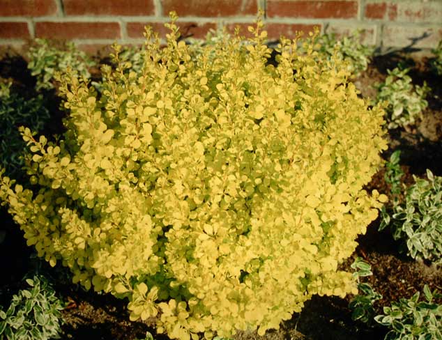Golden Leaved Barberry 