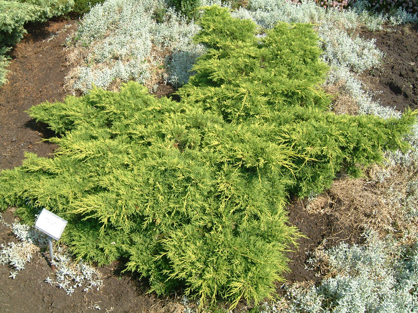 JUNIPERUS media ´Old Gold´