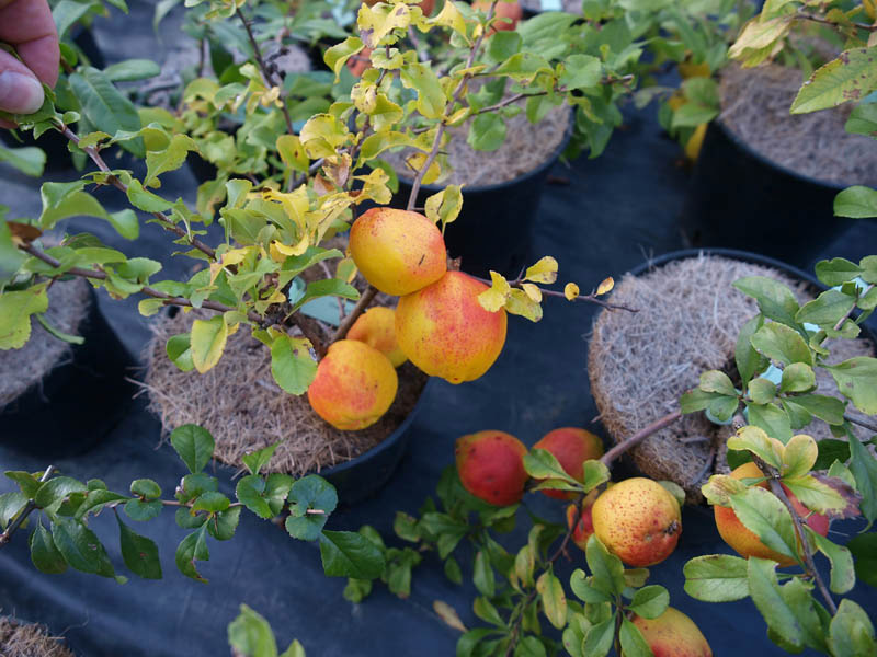 chaenomelis-japonica-cido-4