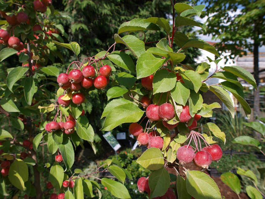 malus-evereste-6