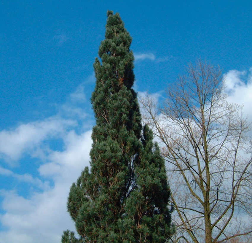 PINUS sylvestris ´Fastigiata´