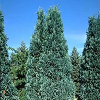 CHAMAECYPARIS lawsoniana ´Alumii´