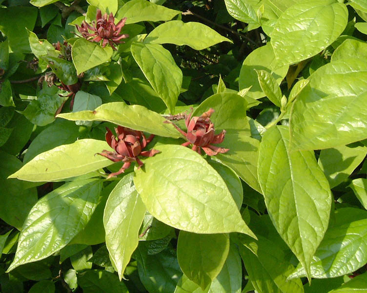 calycanthus-floridus-2