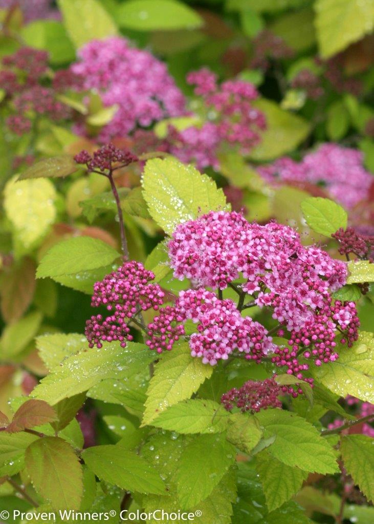 Spiraea-japonica-Double-Play-Big-Bang-5