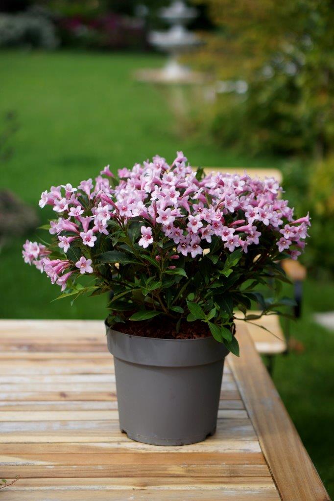 weigela-pink-poppet-09