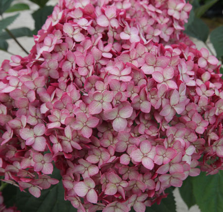 invincibelle_ruby_hydrangea-2
