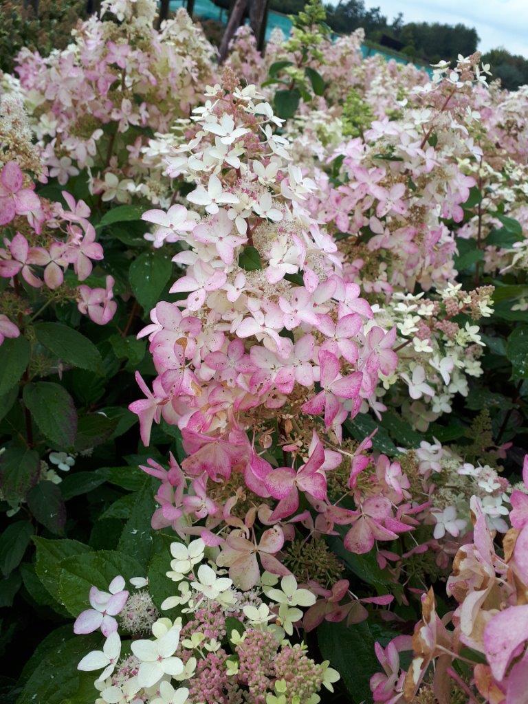 Hydrangea-paniculata-Confetti-3