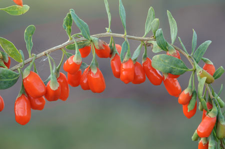 lycium-barbarum-no1-lifeberry