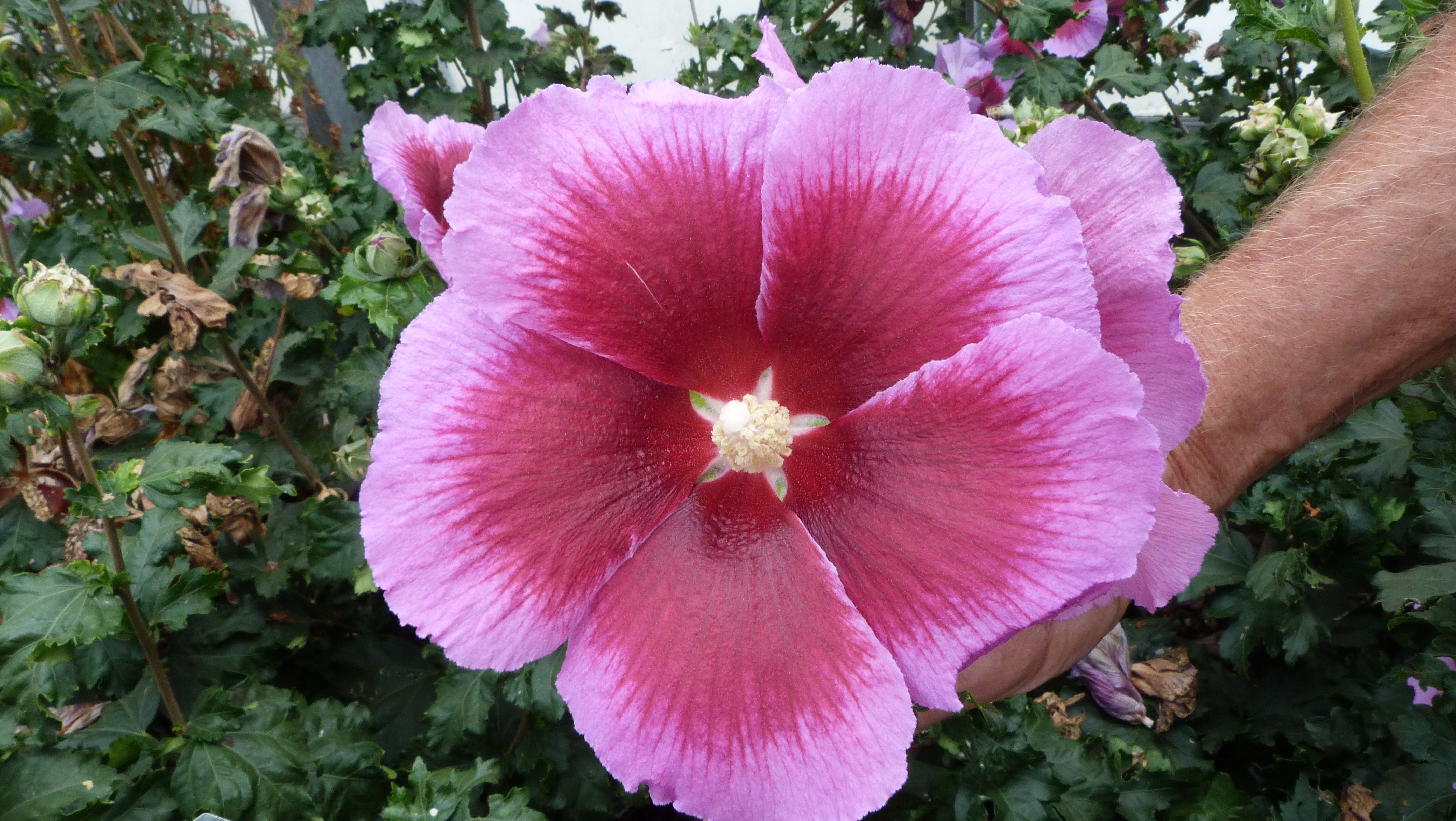 HIBISCUS ´Walberton’s® Lunar® Eclipse´(´WALHICELI´)Ⓢ